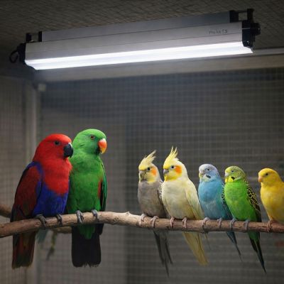 Arcadia Pro T5 UVB Kit Bird
