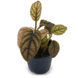 Acranthera sp Vietnam