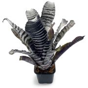 Aechmea Chantinii Black Select x Black Ebony 3