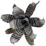 Aechmea Chantinii Black Select x Black Ebony