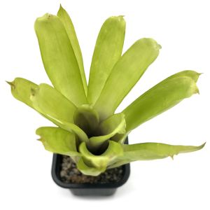 Aechmea Gamosepala
