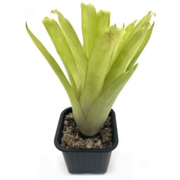 Aechmea Gamosepala
