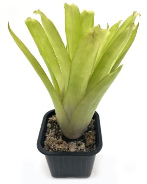 Aechmea Gamosepala