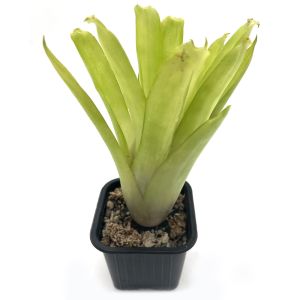 Aechmea Gamosepala