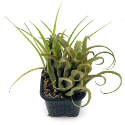 Aechmea Recurvata x Benrathii 1