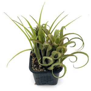 Aechmea Recurvata x Benrathii
