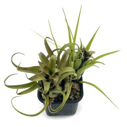 Aechmea Recurvata x Benrathii