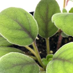 Alsobia Dianthiflora 2