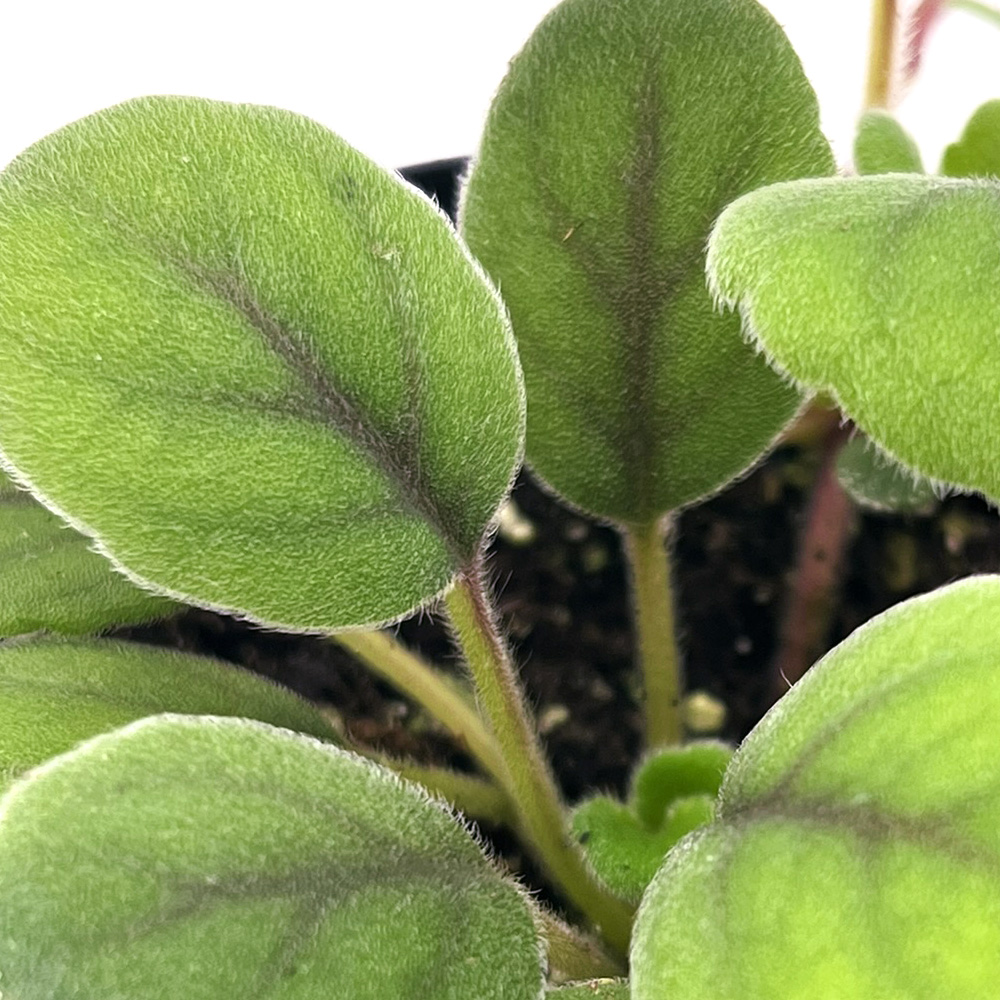 Alsobia Dianthiflora 2