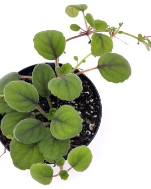 Alsobia Dianthiflora