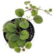 Alsobia Dianthiflora