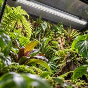 Arcadia Jungle Dawn LED bar 1