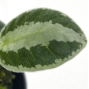 Argostemma sp Stripe