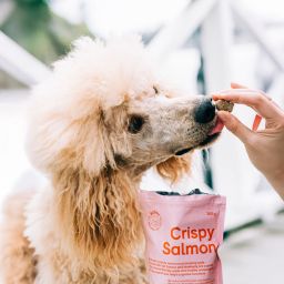 BUDDY Crunchy Snack Salmon with Blueberries 2