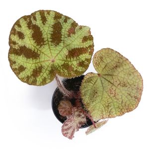 Begonia Arachnoidea white form