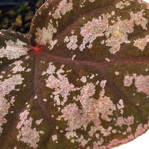 Begonia Hybrid