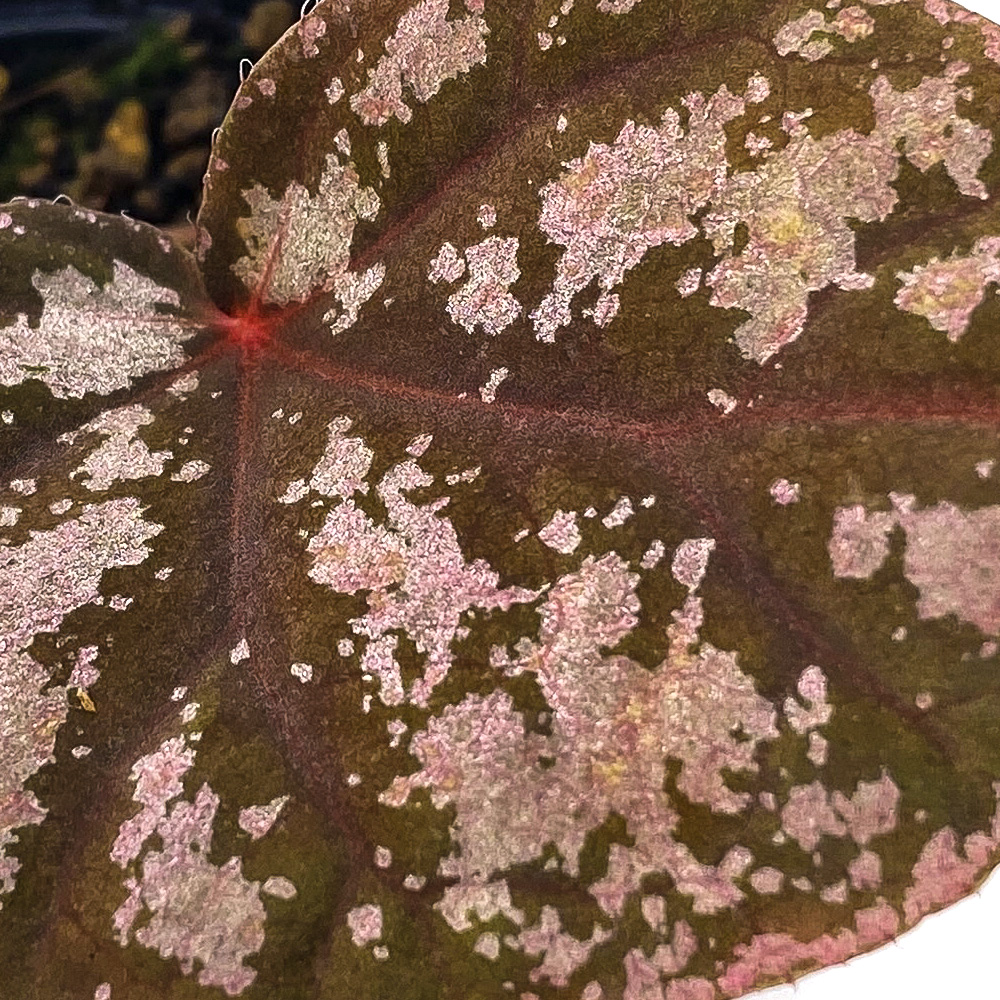 Begonia Hybrid 3