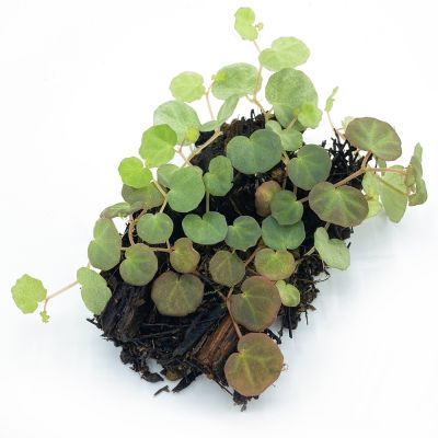 Begonia Lichenora