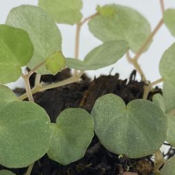 begonia lichenora 2