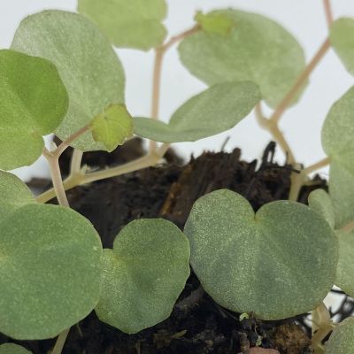 Begonia Lichenora