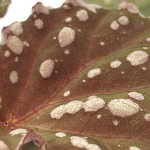 Begonia Minerva