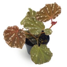 Begonia Minerva