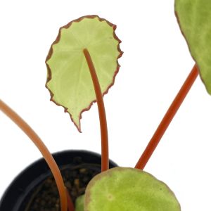 Begonia Scapigera