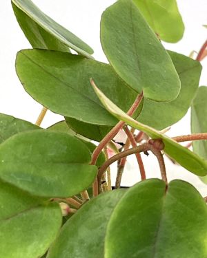 Begonia Schulzei