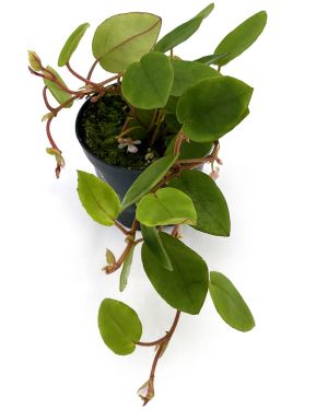 Begonia Schulzei