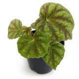 Begonia Shiwanshanensis