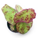 Begonia Sumatra Utura