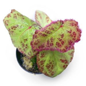 Begonia Sumatra Utura