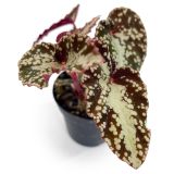 Begonia Variabilis Patch 2