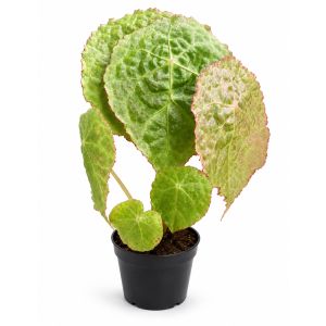 Begonia goegoensis