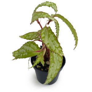 Begonia sp Sarawak