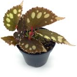 Begonia sp. Kalimantan