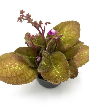 Bertolonia Marmorata