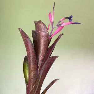 Billbergia 2