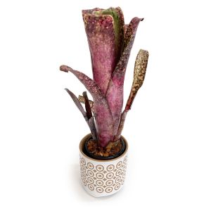 Billbergia 1