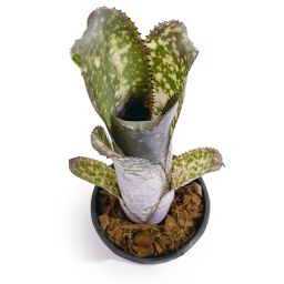 Bilbergia Hybrid small