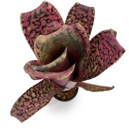 Billbergia Midnight Sun x Teng Ee 2