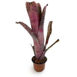 Billbergia Midnight Sun x Teng Ee