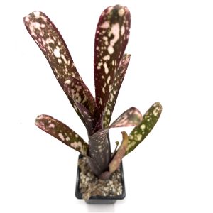 Billbergia Hybrid