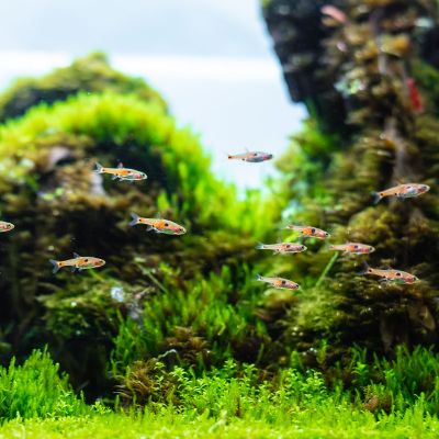 Nieuw bij Biotopo: Aquarium producten
