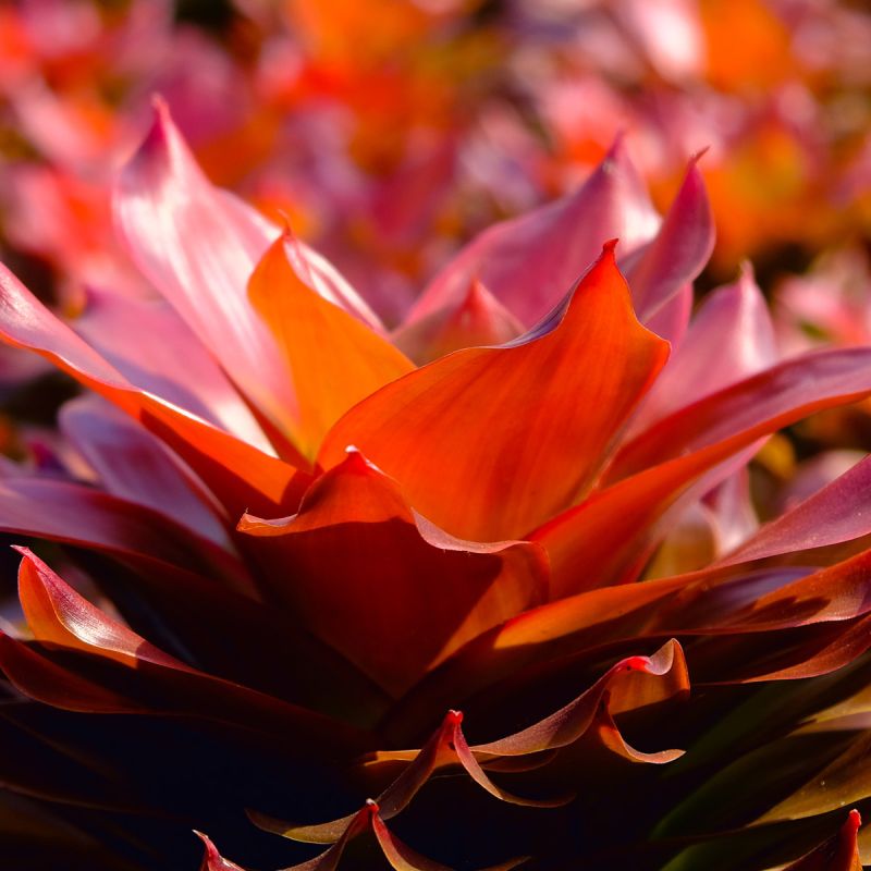 Bromelia's