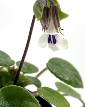 Chirita tamiana