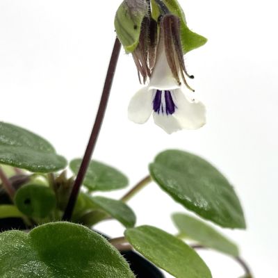 Chirita tamiana