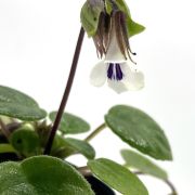 Chirita tamiana 1