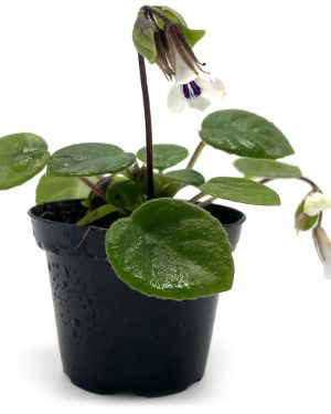 Chirita tamiana