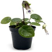 Chirita tamiana